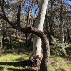 Eucalyptus rubida subsp. rubida (Candlebark) at Bango Nature Reserve - 25 Jun 2023 by Tapirlord