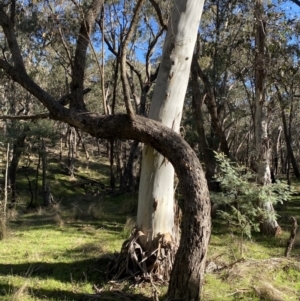 Eucalyptus rubida subsp. rubida at Bango, NSW - 25 Jun 2023
