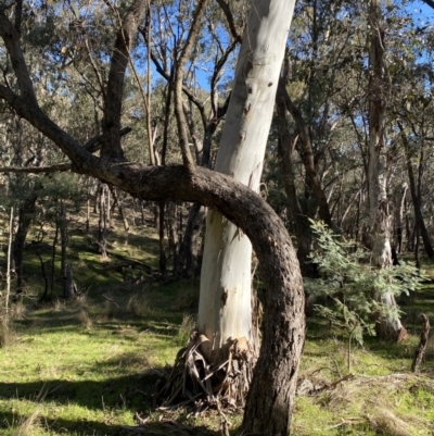 Eucalyptus rubida subsp. rubida (Candlebark) at Bango Nature Reserve - 25 Jun 2023 by Tapirlord