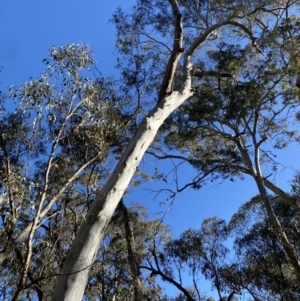Eucalyptus rubida subsp. rubida at Bango, NSW - 25 Jun 2023