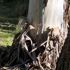 Eucalyptus rubida subsp. rubida at Bango Nature Reserve - 25 Jun 2023 01:49 PM