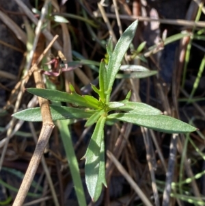 Haloragis heterophylla at Bango, NSW - 25 Jun 2023