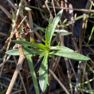 Haloragis heterophylla (Variable Raspwort) at Bango, NSW - 25 Jun 2023 by Tapirlord