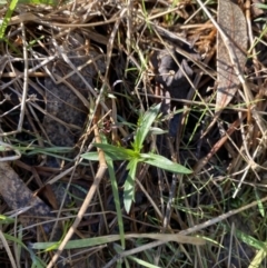 Haloragis heterophylla at Bango, NSW - 25 Jun 2023