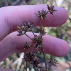 Juncus holoschoenus (Joint-leaved Rush) at Bango Nature Reserve - 25 Jun 2023 by Tapirlord