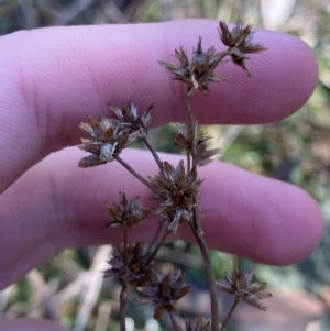 Juncus holoschoenus at Bango, NSW - 25 Jun 2023