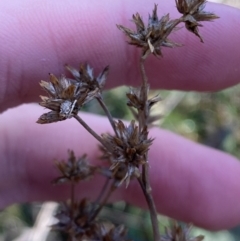 Juncus holoschoenus at Bango, NSW - 25 Jun 2023