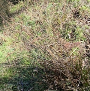 Juncus holoschoenus at Bango, NSW - 25 Jun 2023