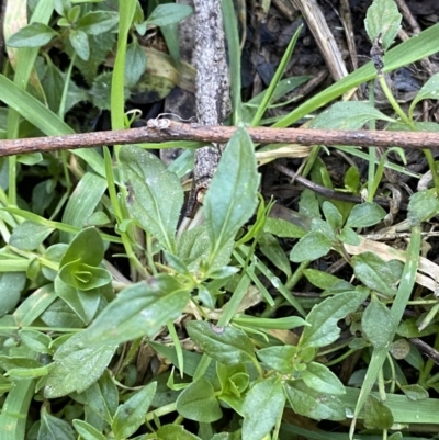 Mentha australis (River Mint) at Bango Nature Reserve - 25 Jun 2023 by Tapirlord