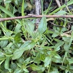 Mentha australis at Bango, NSW - 25 Jun 2023