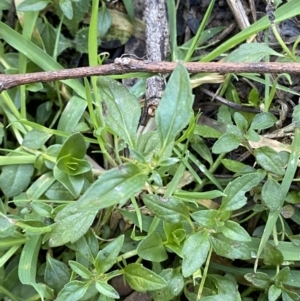 Mentha australis at Bango, NSW - 25 Jun 2023 01:44 PM