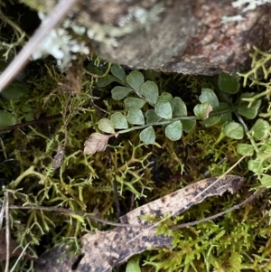 Asplenium flabellifolium at Bango, NSW - 25 Jun 2023