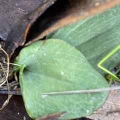 Cyrtostylis reniformis (Common Gnat Orchid) at Bango, NSW - 25 Jun 2023 by Tapirlord