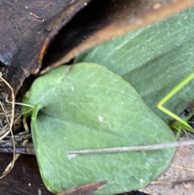 Cyrtostylis reniformis (Common Gnat Orchid) at Bango Nature Reserve - 25 Jun 2023 by Tapirlord