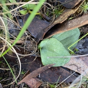 Cyrtostylis reniformis at suppressed - 25 Jun 2023