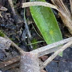 Glossodia major at Bango, NSW - 25 Jun 2023