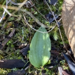 Eriochilus cucullatus (Parson's Bands) at Bango, NSW - 25 Jun 2023 by Tapirlord