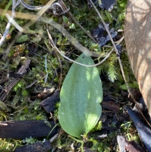 Eriochilus cucullatus at Bango, NSW - suppressed