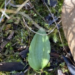 Eriochilus cucullatus at Bango, NSW - suppressed