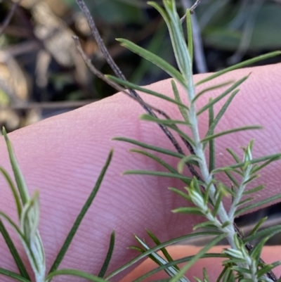 Cassinia hewsoniae (Sticky Cassinia) at Bango Nature Reserve - 25 Jun 2023 by Tapirlord