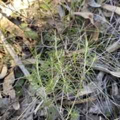 Cassinia hewsoniae at Bango, NSW - 25 Jun 2023 12:28 PM