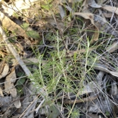 Cassinia hewsoniae at Bango, NSW - 25 Jun 2023 12:28 PM