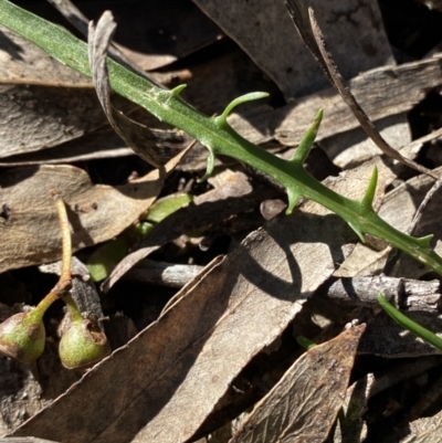 Microseris walteri (Yam Daisy, Murnong) at Bango, NSW - 25 Jun 2023 by Tapirlord