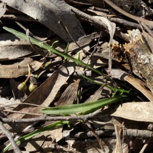 Microseris walteri at Bango, NSW - 25 Jun 2023