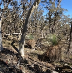 Xanthorrhoea glauca subsp. angustifolia (Grey Grass-tree) at Bango Nature Reserve - 25 Jun 2023 by Tapirlord