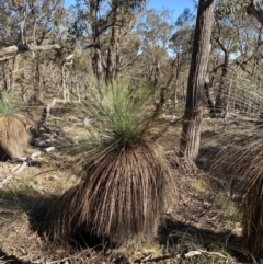 Xanthorrhoea glauca subsp. angustifolia at Bango, NSW - 25 Jun 2023