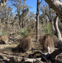 Xanthorrhoea glauca subsp. angustifolia at Bango, NSW - 25 Jun 2023