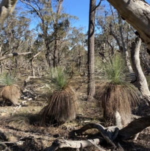 Xanthorrhoea glauca subsp. angustifolia at Bango, NSW - 25 Jun 2023