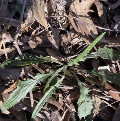 Senecio phelleus (Rock Fireweed) at Bango, NSW - 25 Jun 2023 by Tapirlord