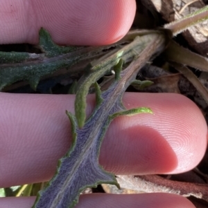 Senecio phelleus at Bango, NSW - 25 Jun 2023 12:24 PM