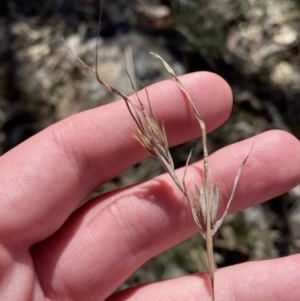 Themeda triandra at Bango, NSW - 25 Jun 2023 12:13 PM