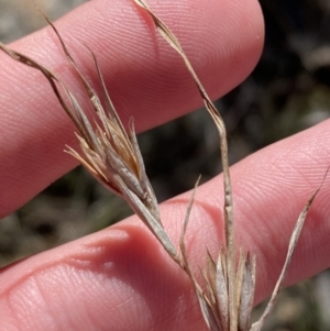 Themeda triandra at Bango, NSW - 25 Jun 2023 12:13 PM