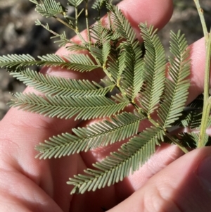 Acacia parramattensis at Bango, NSW - 25 Jun 2023