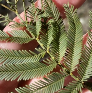 Acacia parramattensis at Bango, NSW - 25 Jun 2023