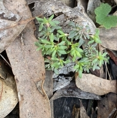Poranthera microphylla (Small Poranthera) at Bango Nature Reserve - 25 Jun 2023 by Tapirlord