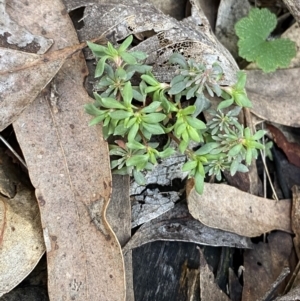 Poranthera microphylla at Bango, NSW - 25 Jun 2023