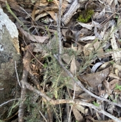 Dillwynia sericea (Egg And Bacon Peas) at Bango, NSW - 25 Jun 2023 by Tapirlord