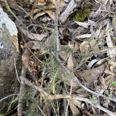 Dillwynia sericea (Egg And Bacon Peas) at Bango Nature Reserve - 25 Jun 2023 by Tapirlord