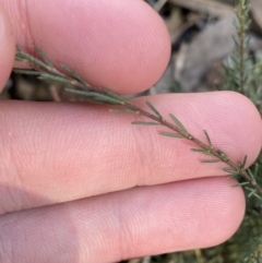 Dillwynia sericea at Bango, NSW - 25 Jun 2023