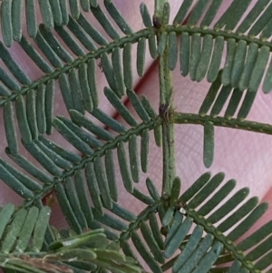 Acacia deanei subsp. deanei at Bango, NSW - 25 Jun 2023