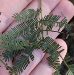 Acacia deanei subsp. deanei at Bango, NSW - 25 Jun 2023