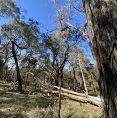 Acacia deanei subsp. deanei at Bango, NSW - 25 Jun 2023