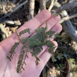 Acacia deanei subsp. deanei at Bango, NSW - 25 Jun 2023