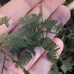 Acacia deanei subsp. deanei at Bango, NSW - 25 Jun 2023