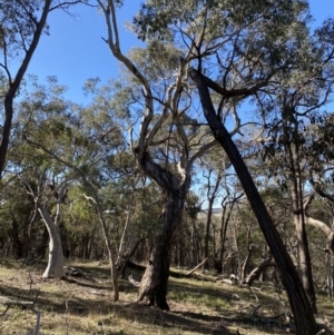 Eucalyptus melliodora at Grabben Gullen, NSW - 25 Jun 2023