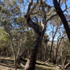 Eucalyptus melliodora at Grabben Gullen, NSW - 25 Jun 2023